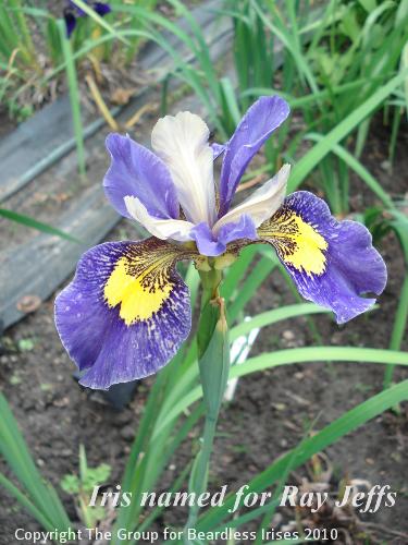 OW G19 Iris named for Ray Jeffs